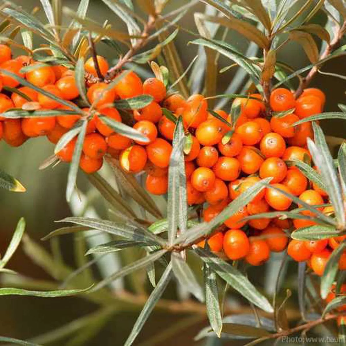 Hippophae rhamnoides – Sea Buckthorn Bareroot | 1-2ft