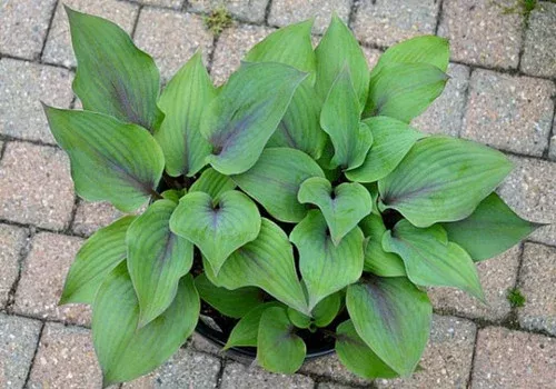 Holar Purple Flash14″T x 25″W