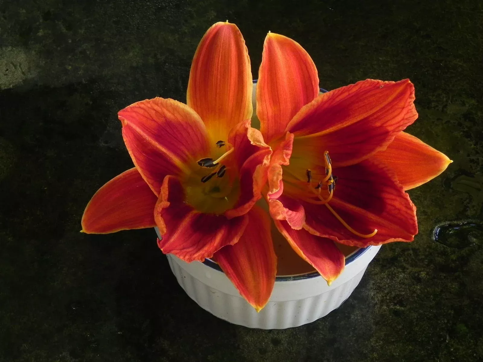 Holiday Mood Daylily