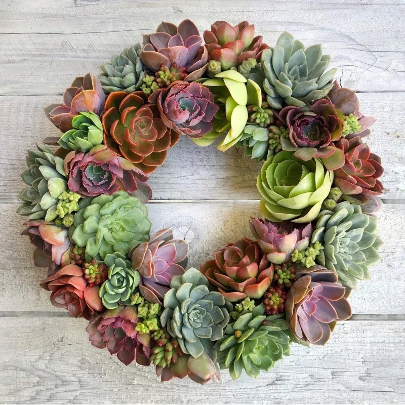 Holiday Succulent Wreath