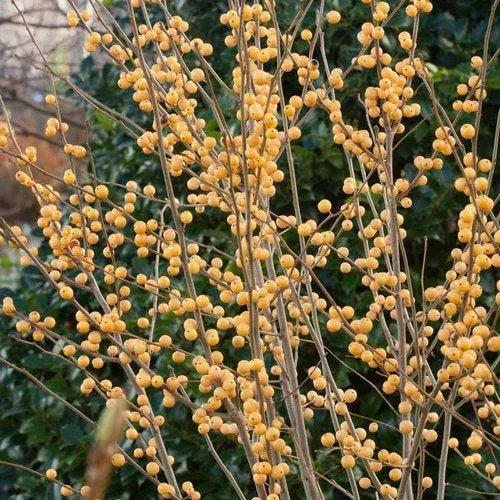 Holly, Berry Heavy Gold Winterberry