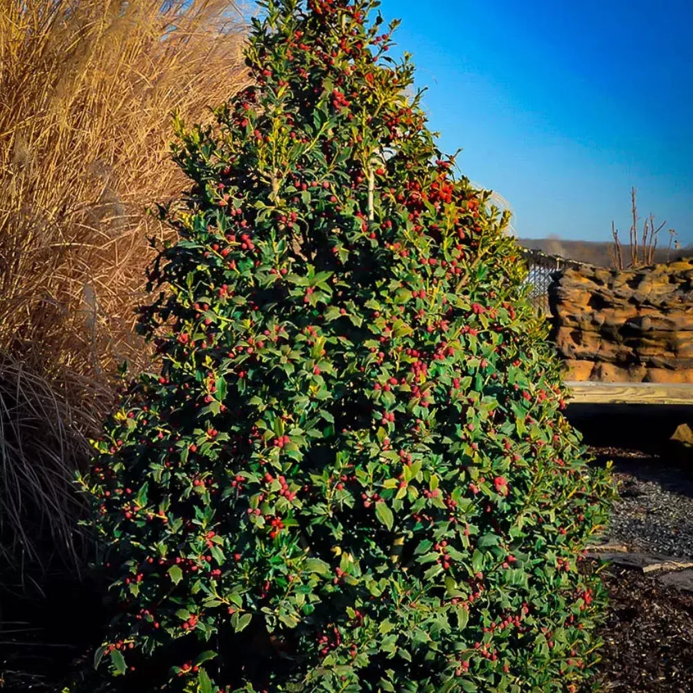 Holly, Christmas Jewel #2