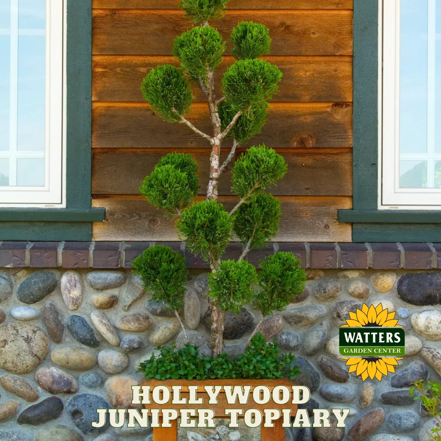 HOLLYWOOD JUNIPER TOPIARY 5gal