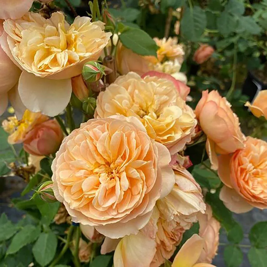 Honey Apricot Flavorette Rose