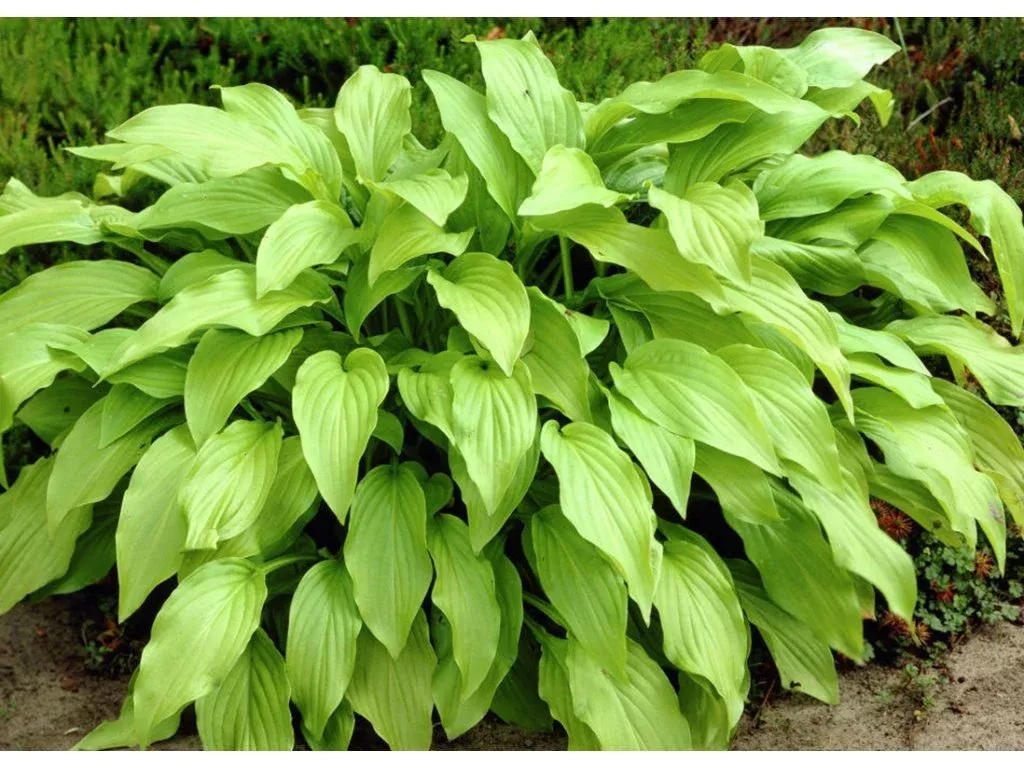 Honeybells Hosta