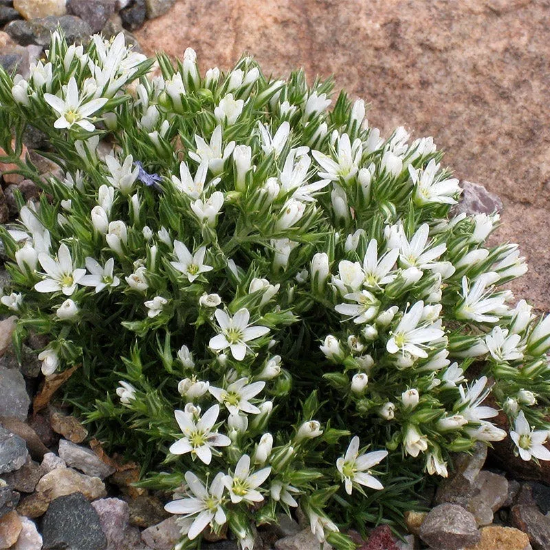 Hooker's Sandwort (Arenaria)