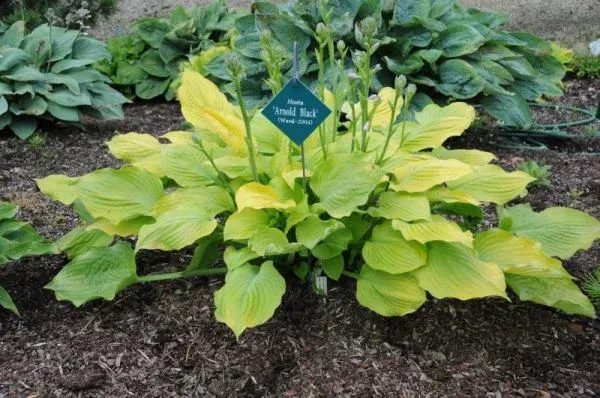 Hosta ‘Arnold Black’ | A Spreading Canopy of Golden Waves