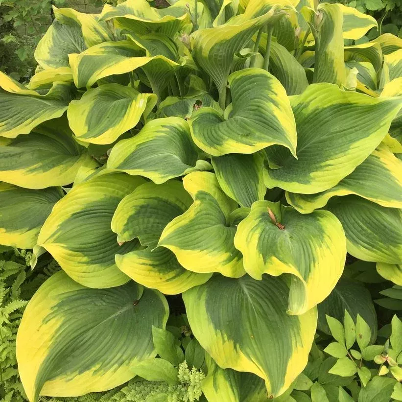 HOSTA `ATLANTIS`