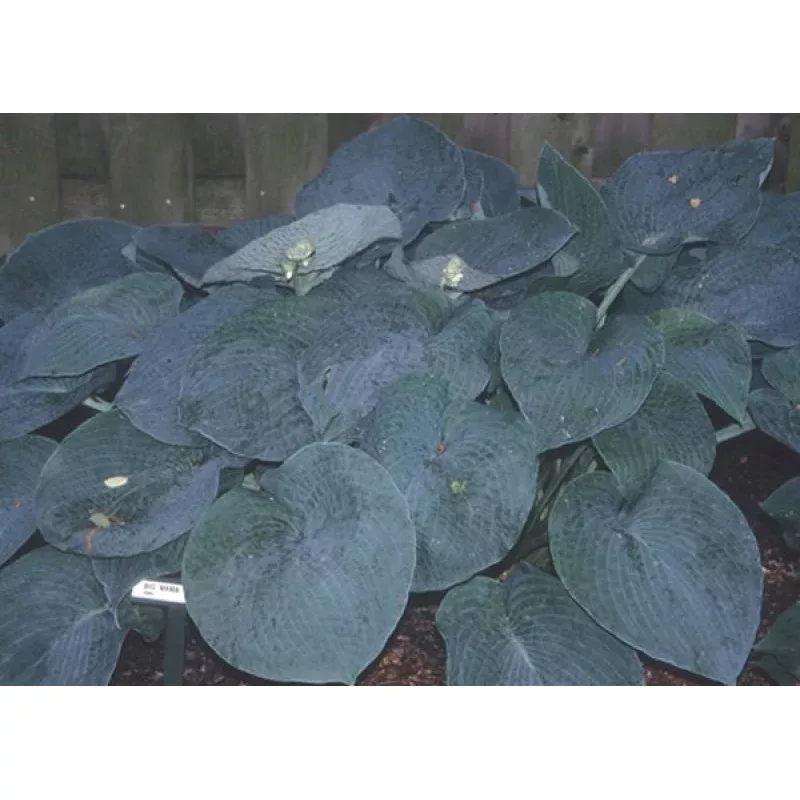 Hosta Big Mama