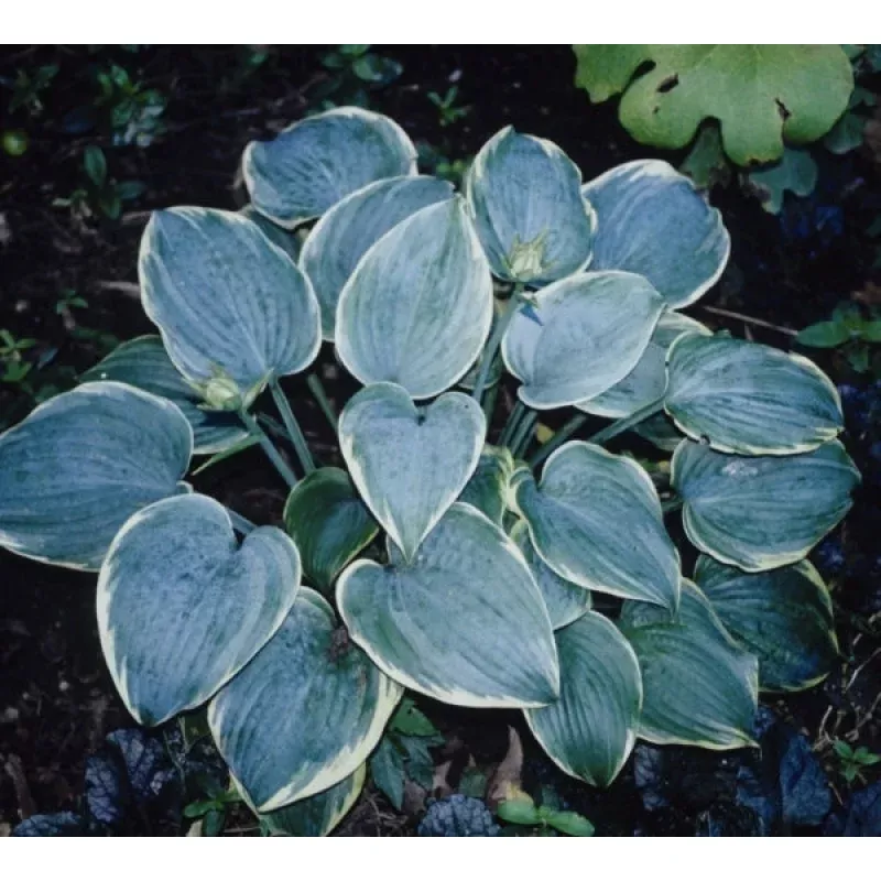 Hosta Blue Flame