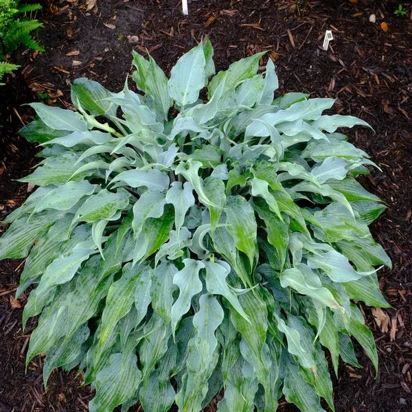 Hosta ‘Blue Waves’