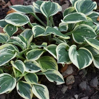 Hosta ‘Cameo’