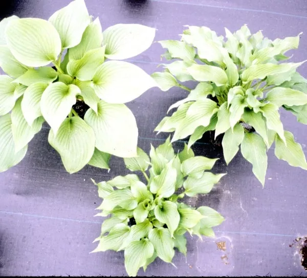 Hosta capitata coll 97455