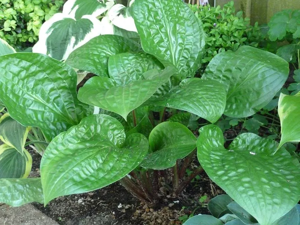 Hosta ‘Celtic Uplands’ | Glossy Green Red Petiole Vase-Shaped Shade Hosta
