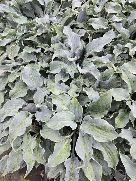 Hosta ‘Completely Blue It’