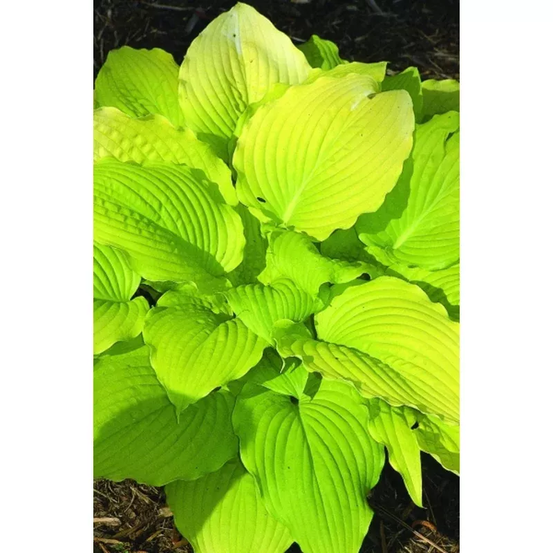 Hosta Dawns Early Light