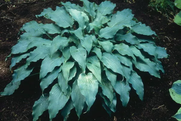 Hosta Elvis Lives