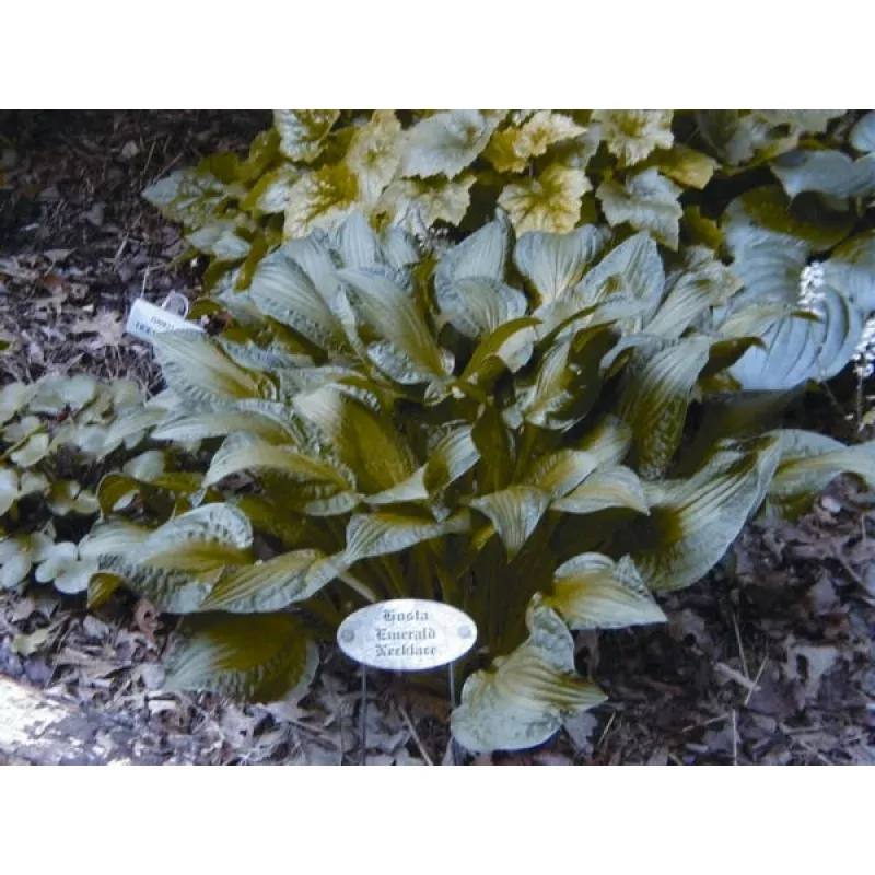 Hosta Emerald Necklace