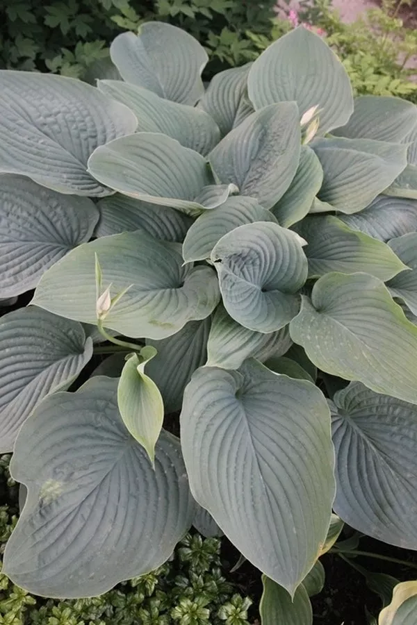 Hosta Empress Wu PP 20774