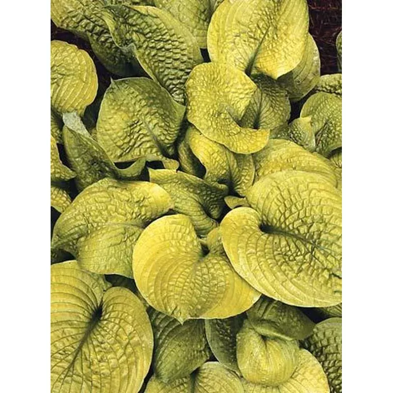 Hosta Faith
