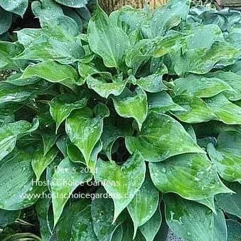 Hosta ‘Floratini’ | Pale Green Yellow Margin Mini Tini Hosta Mark Zilis