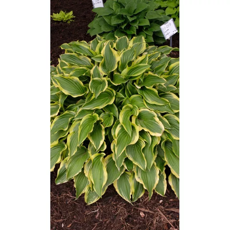 Hosta Flower Show