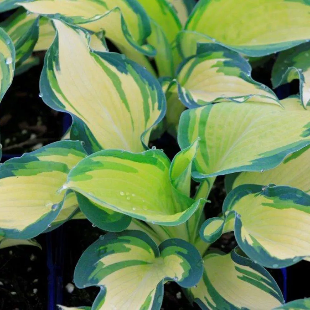Hosta ‘Great Expectations’
