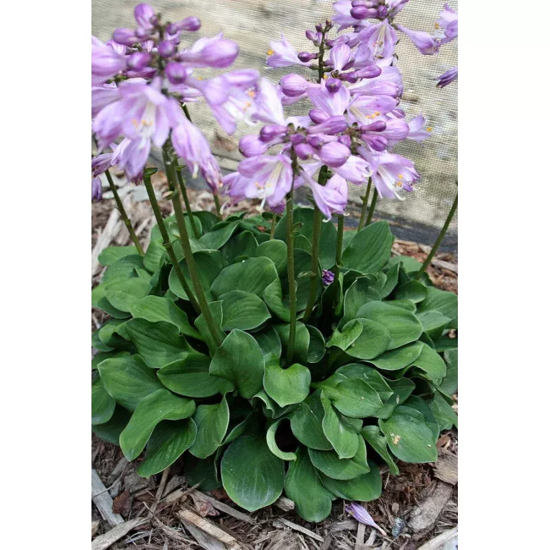 Hosta Green Thumb
