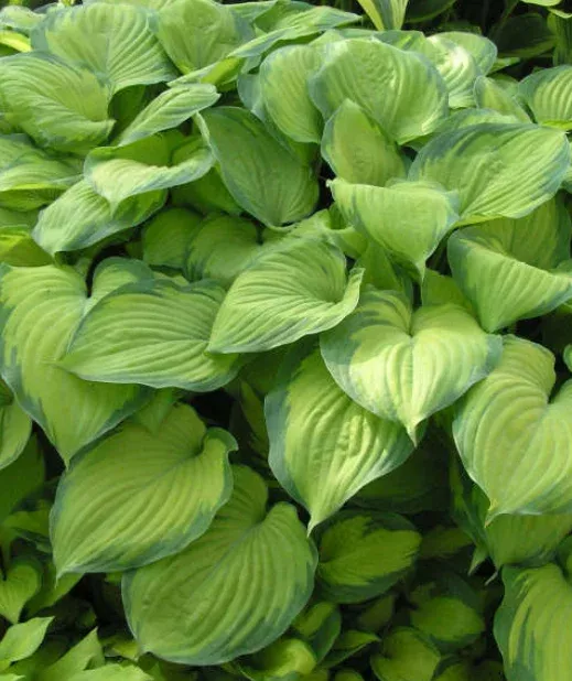 Hosta Guacamole – 1 Gallon