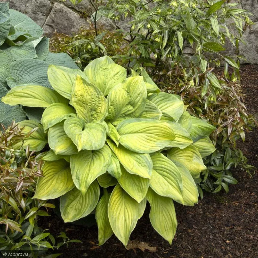 Hosta, Guacamole #2