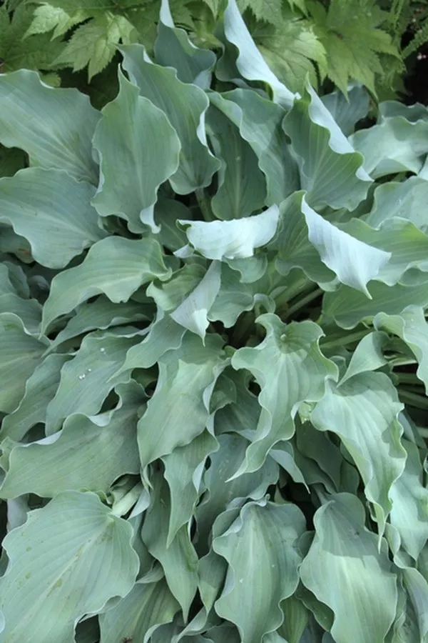 Hosta Joy Ride PPAF
