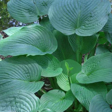 Hosta ‘Jurassic Park’