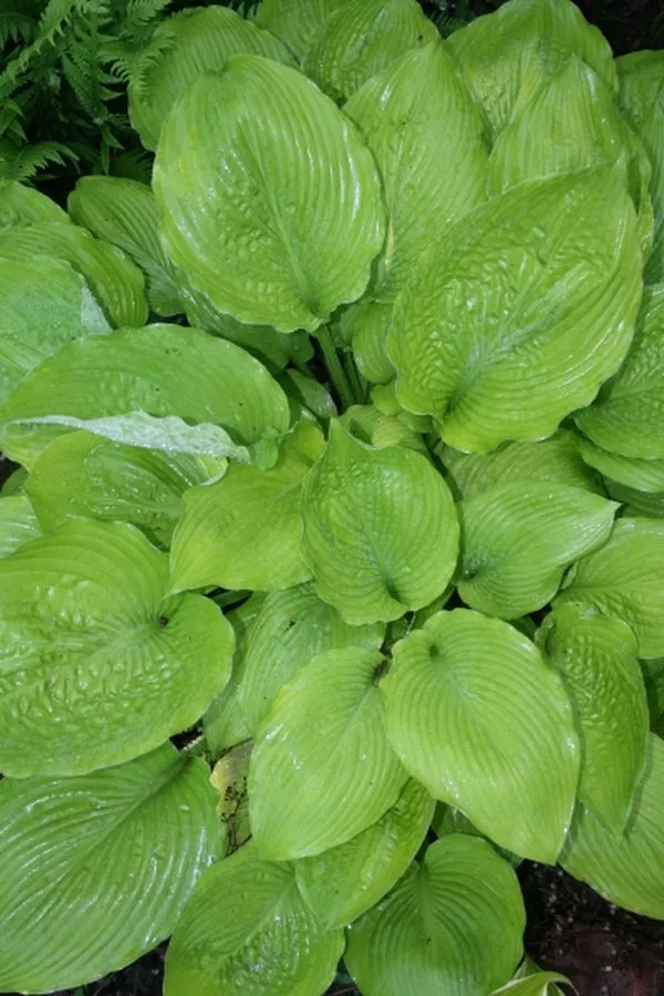 Hosta Key West