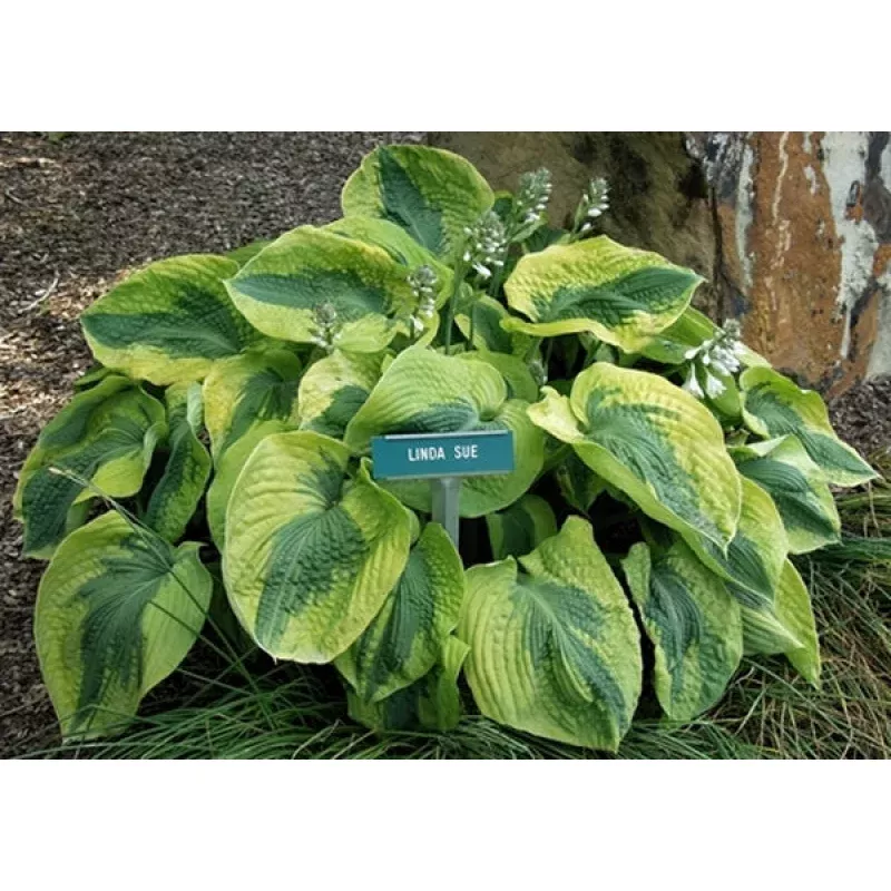 Hosta Linda Sue