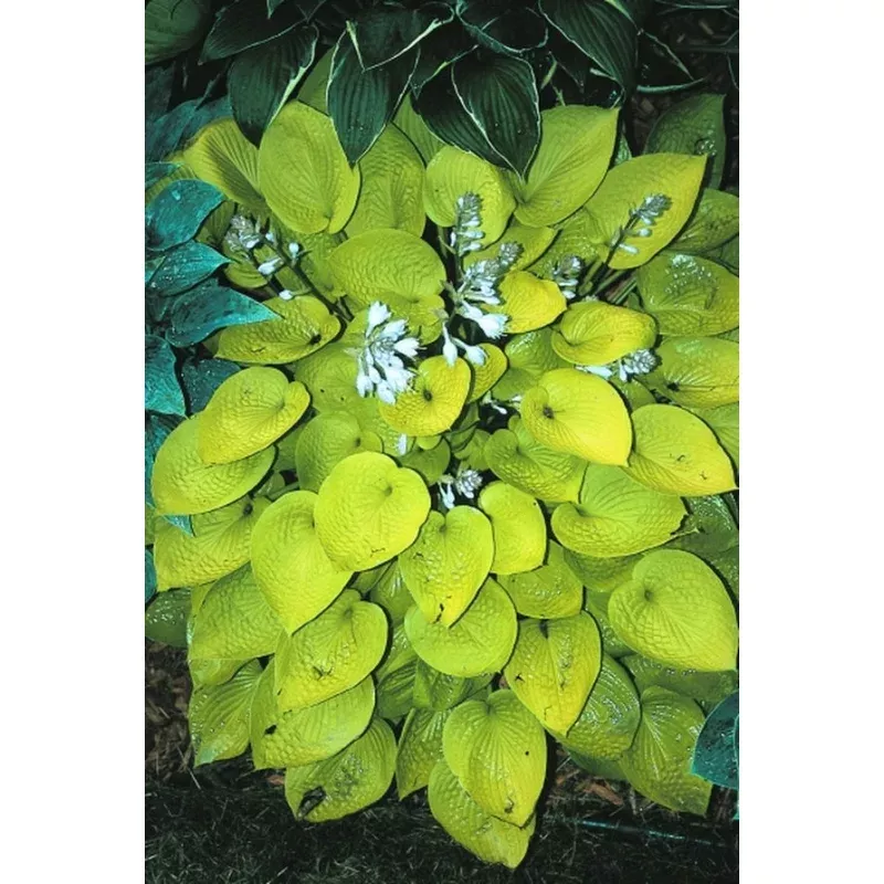 Hosta Little Aurora