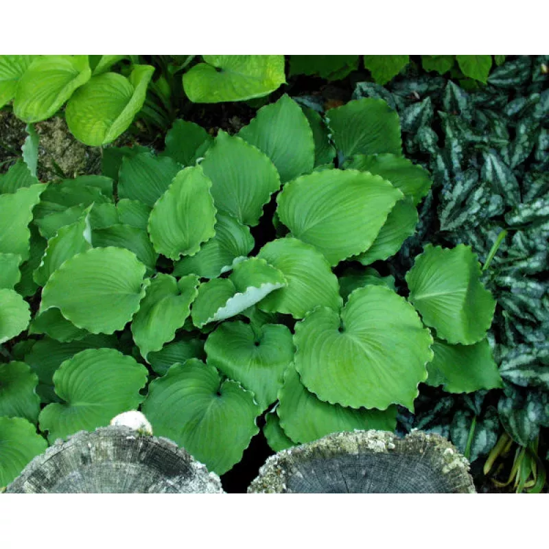 Hosta Marilyn Monroe