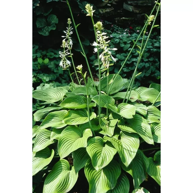 Hosta nigrescens Elatior