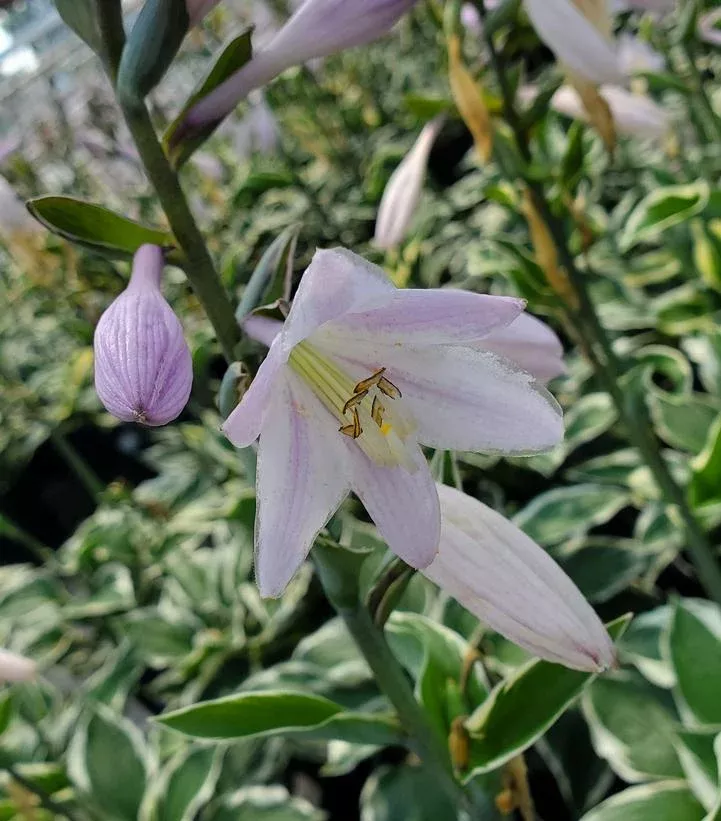 Hosta ‘Patriot’