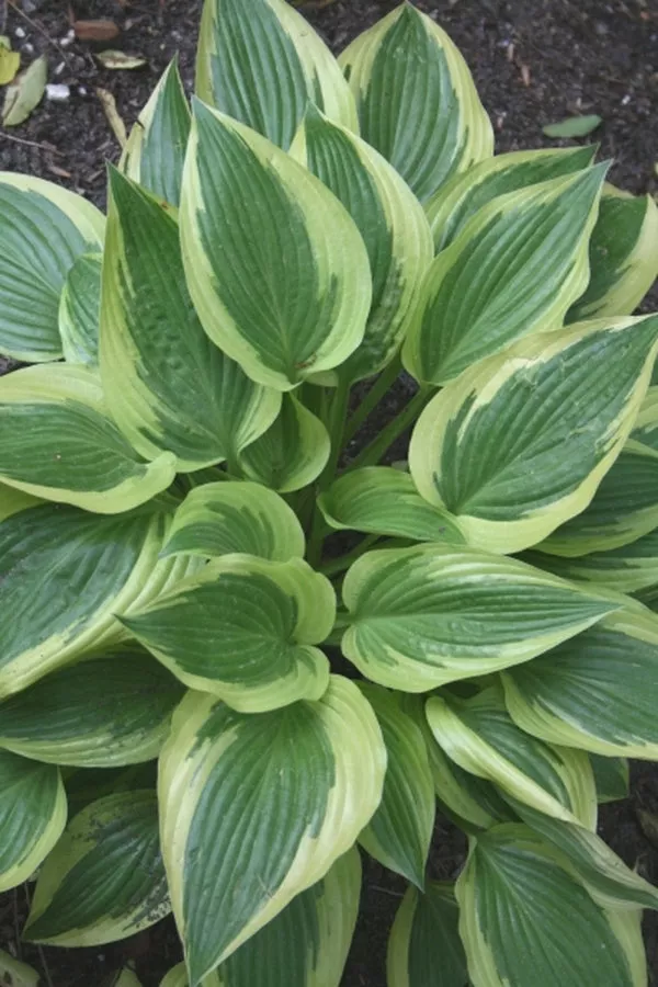 Hosta Percy