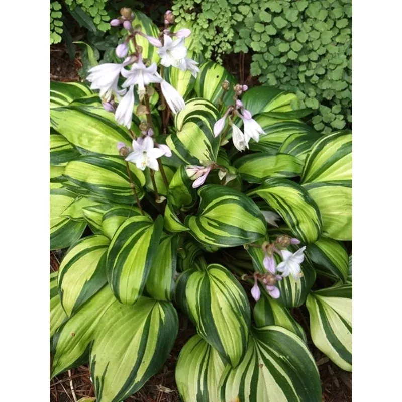 Hosta Rainbow s End