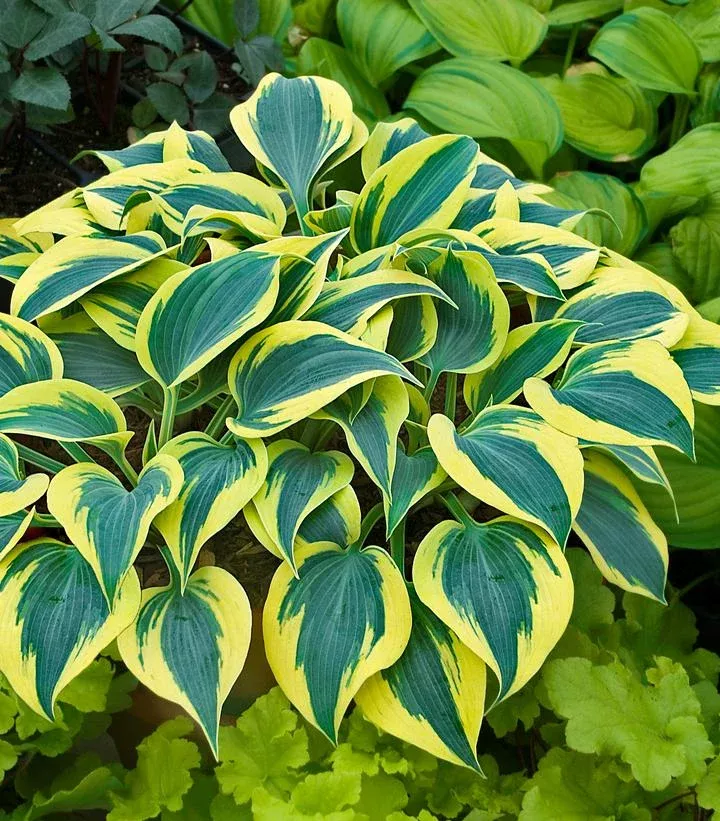 Hosta Shadowland ‘Autumn Frost’