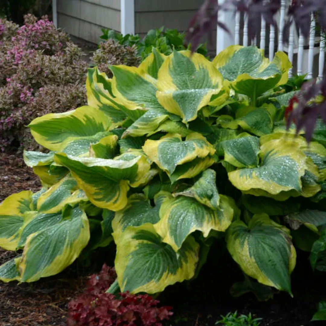 Hosta Shadowland ‘Seducer’ – [EG]