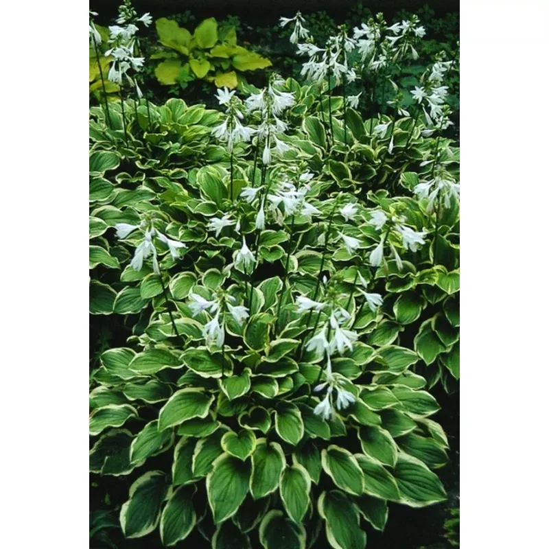 Hosta So Sweet