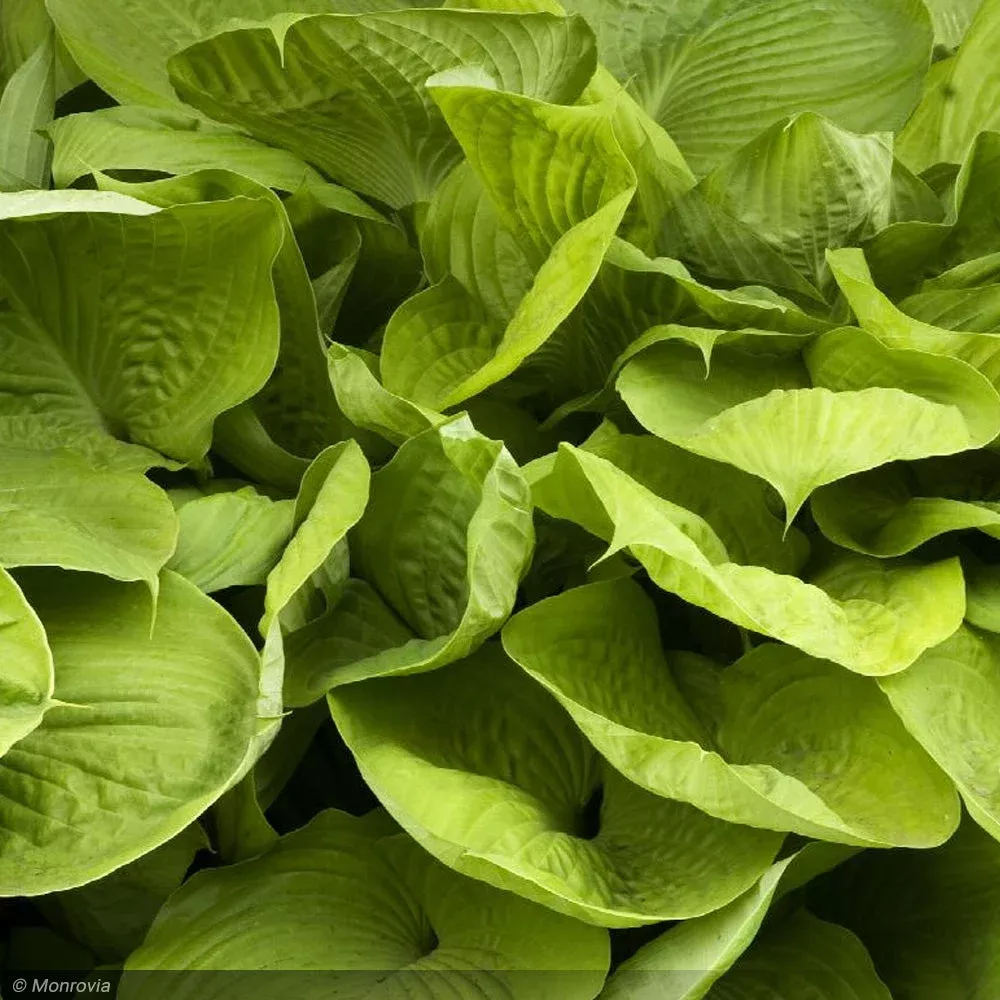 Hosta, Sum & Substance #1