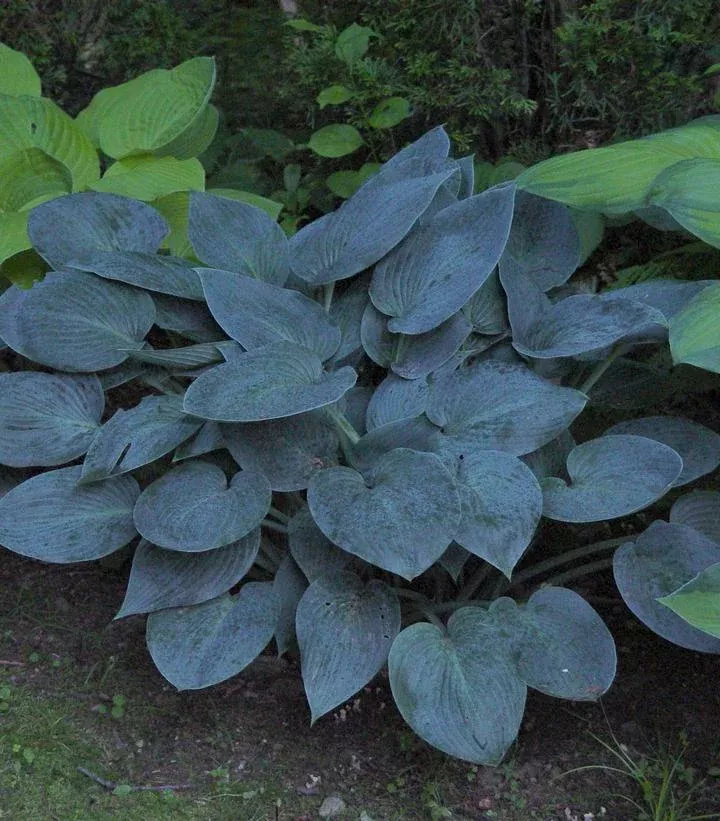 Hosta Tardiana `Halcyon`