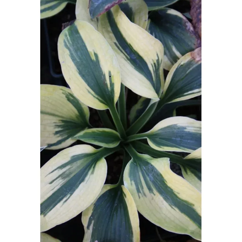 Hosta ‘Tootie Mae’