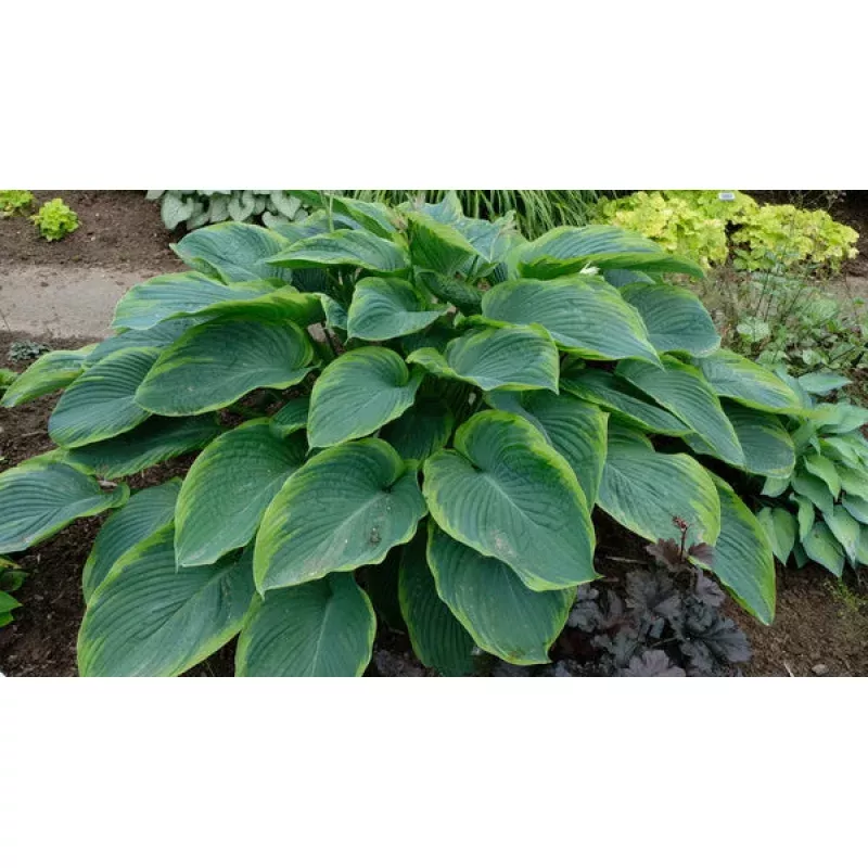 Hosta Wu La La PP 31309