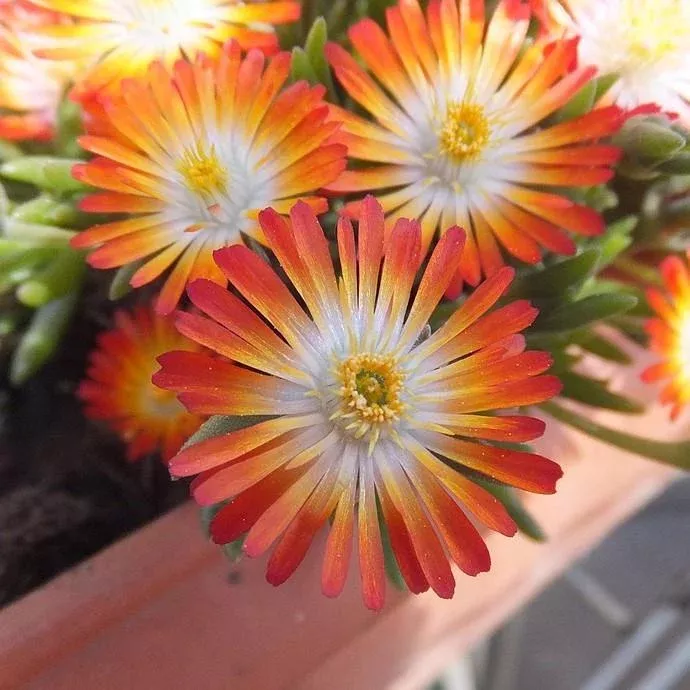 Hot Cakes ‘Pumpkin Perfection’ Ice Plant