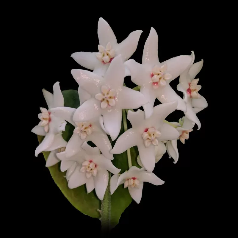 Hoya albiflora - H115