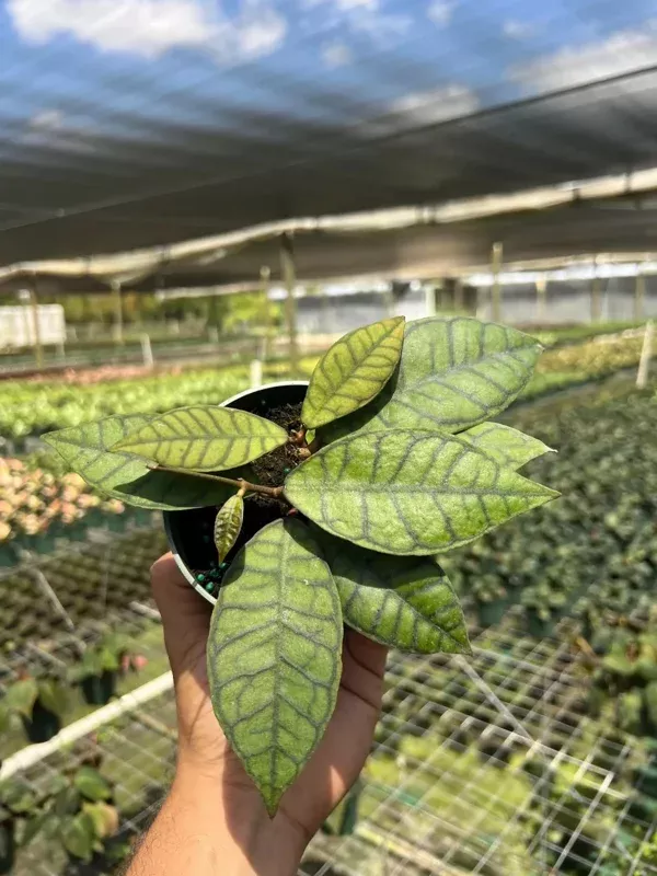 Hoya Callistophylla Live Plant – 4″ Pot Indoor/Outdoor Tropical Houseplant